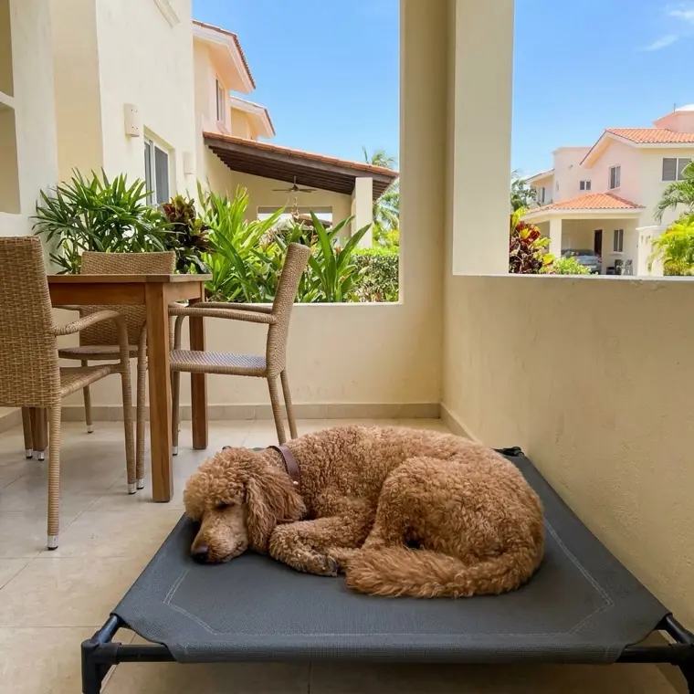Perro descansando en la terraza