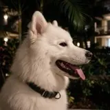 Perro de Eduardo