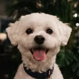 Perro de Mari