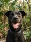 Perro de Mariana