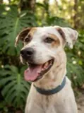 Perro de Tania