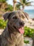 Perro de Ariadna